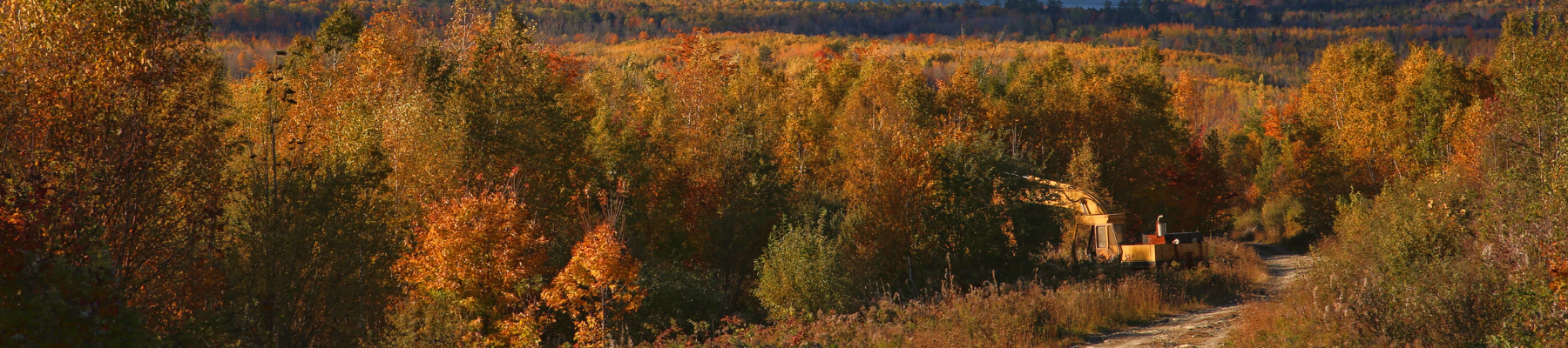 Fall in Maine landscape photograph of trees with fall leaves.